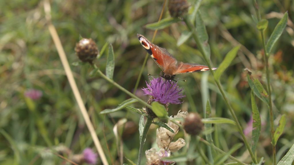 Wildflower meadow insects 